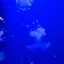 Georgia Aquarium