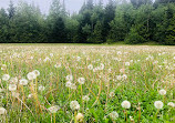 Cypress Provincial Park Picnic Area