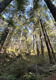 Cypress Lower Falls