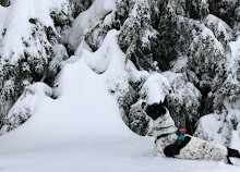 Mount Seymour Provincial Park