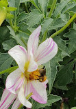 Jardin des Plantes