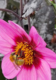 Jardin des Plantes