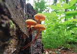 Hockley Valley Provincial Nature Reserve