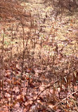 Mono Cliffs Hiking Trail