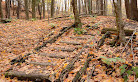 Bruce trail parking