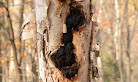 Bruce trail parking