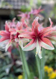 Bloedel Conservatory