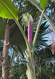 Bloedel Conservatory