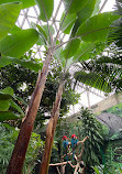 Bloedel Conservatory