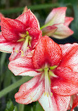 Bloedel Conservatory