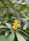 Bloedel Conservatory