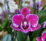 Bloedel Conservatory