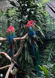 Bloedel Conservatory