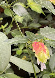 Bloedel Conservatory