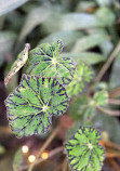 Bloedel Conservatory