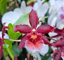 Bloedel Conservatory