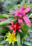 Bloedel Conservatory