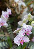 Bloedel Conservatory