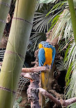 Bloedel Conservatory