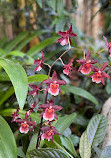 Bloedel Conservatory