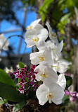 Bloedel Conservatory