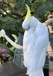 Bloedel Conservatory