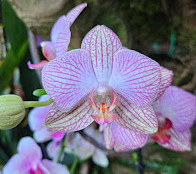 Bloedel Conservatory