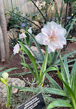 Bloedel Conservatory