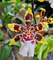 Bloedel Conservatory