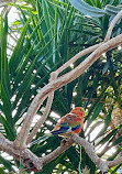 Bloedel Conservatory