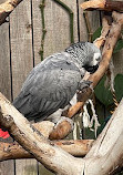 Bloedel Conservatory