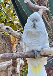 Bloedel Conservatory