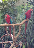 Bloedel Conservatory