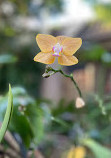 Bloedel Conservatory