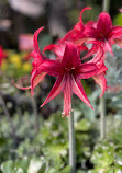 Bloedel Conservatory