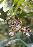 Bloedel Conservatory