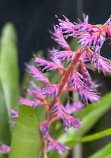 Bloedel Conservatory