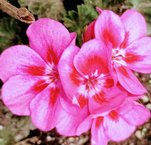 Fishtown Rose Garden