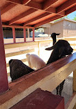 Zoomars at River Street Ranch