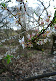 Kersal Dale