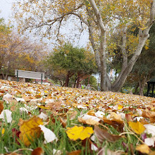 Peace Memorial Rose Gardens