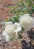 Peace Memorial Rose Gardens