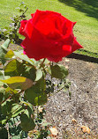 Peace Memorial Rose Gardens