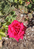 Peace Memorial Rose Gardens