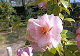 Camellia Garden