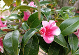 Camellia Garden