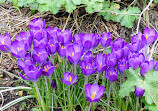 Bournemouth Gardens