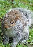 Bournemouth Gardens