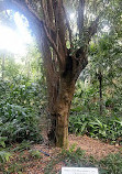 Brisbane City Botanic Gardens Playground