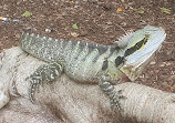 Brisbane City Botanic Gardens Playground